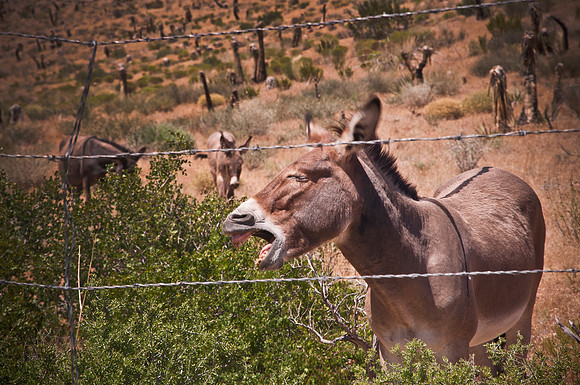 The Angry Donkey