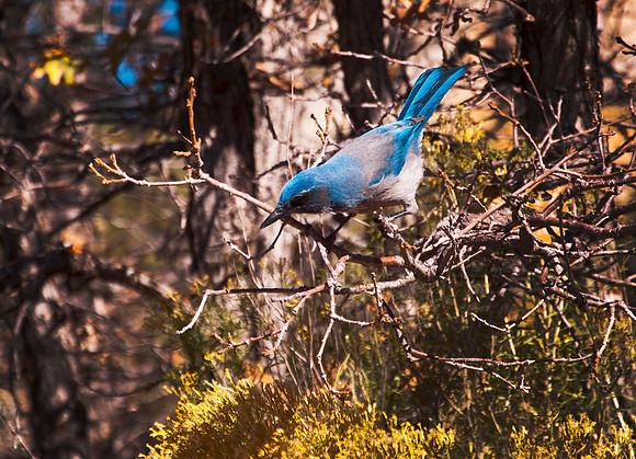 Blue Jay
