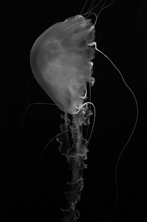 Dancing Jellyfish 3