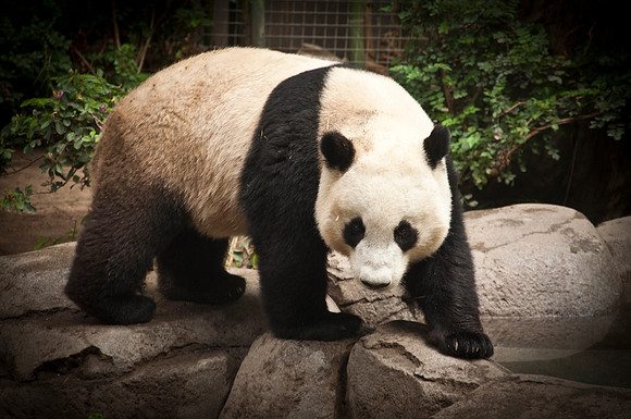Angry Panda