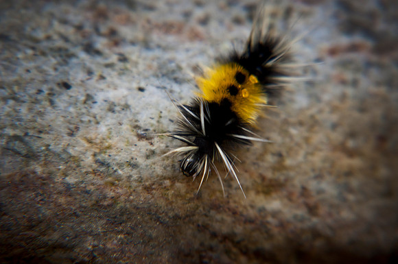Curious Caterpillar