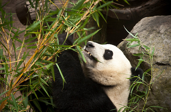 Hungry Panda