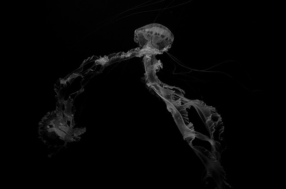 Dancing Jellyfish 2