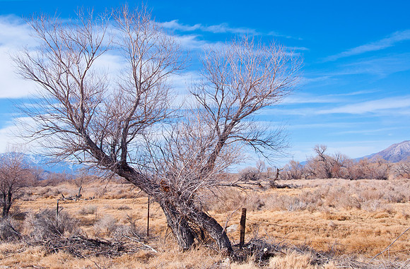 The Lone Tree