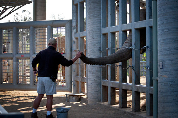 Hungry Elephant